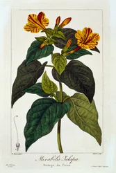Ipomea purga, 1836